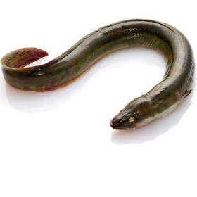 Fresh eels
