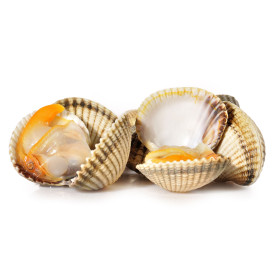 Cockles from Brittany - 500g - 1kg