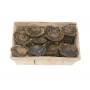 Flat Oysters from Belon - Batch of 24