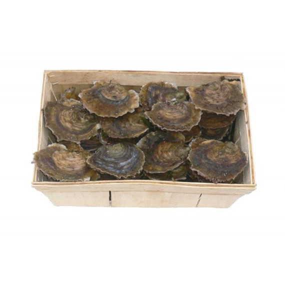Huîtres PLATES de Belon - Bourriche de 24