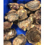 Huîtres plates grosses Pied de cheval - Pièce de 300g minimum