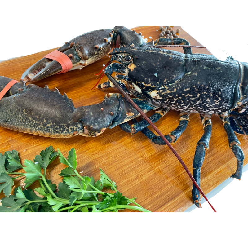 Lobster - From Brittany - Live 500g