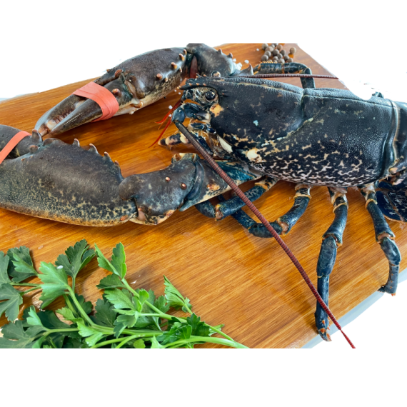 Lobster - From Brittany - Live 900g