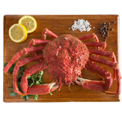Araignée de mer cuite - Pièce de 1kg