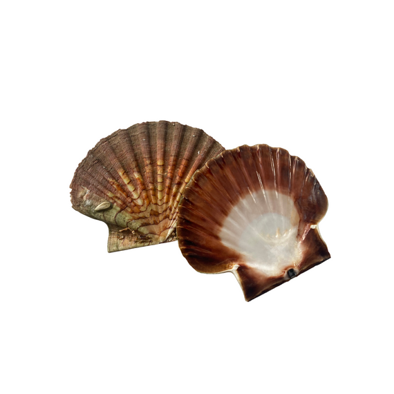 Scallop Shells - 10 shells