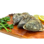 Hollow Oysters - Batch of 50
