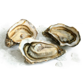 Hollow Oysters - Batch of 24