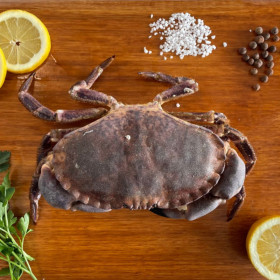 Crab from Brittany - Live