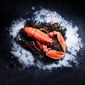 Lobster - From Brittany - Cooked 900g
