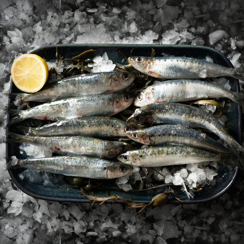 Sardines achat vente en ligne de sardines sur luximer le site de