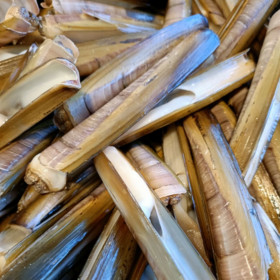 Couteaux - lot de 1kg