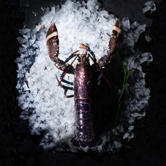 Lobster - From Brittany - Live 500g