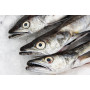 Hake whole guted fish- 2kg