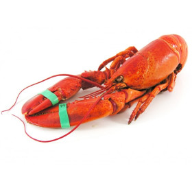 Lobster - From Brittany - Cooked 700g