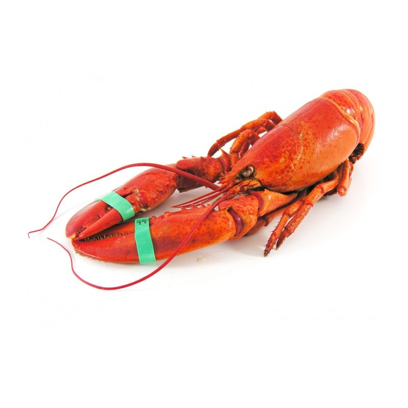 Lobster - From Brittany - Cooked 700g