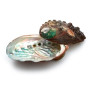 Coquilles d'ormeaux vides - lot de 10 pièces