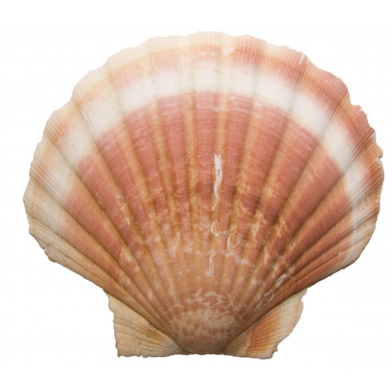 Scallop Shells - 10 shells