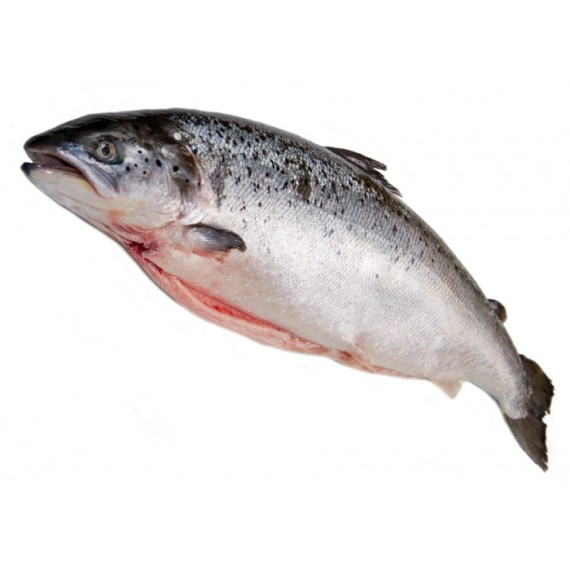 RED LABEL SCOTTSH SALMON – Whole fish 3KG