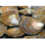 Flat Oysters from Belon - Batch of 24