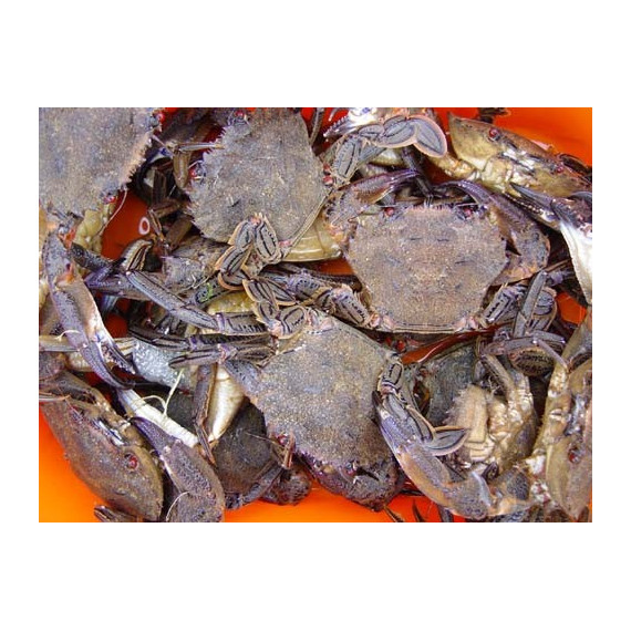 Velvet Swimming Crab - Cooked - 1kg