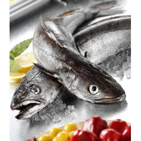Hake whole guted fish- 2kg