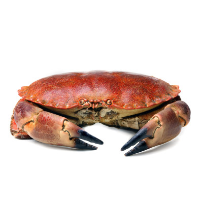 Recht Crabes Pince Argent pour hechtangelncm 1 Pièces Pêcher Haute Qualité 