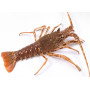 Royal Lobster - Cooked - 900g