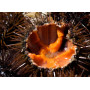 Sea urchin coral - 50g