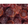 Sea urchin coral - 50g
