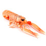 Scampi - From Brittany - Live 4kg