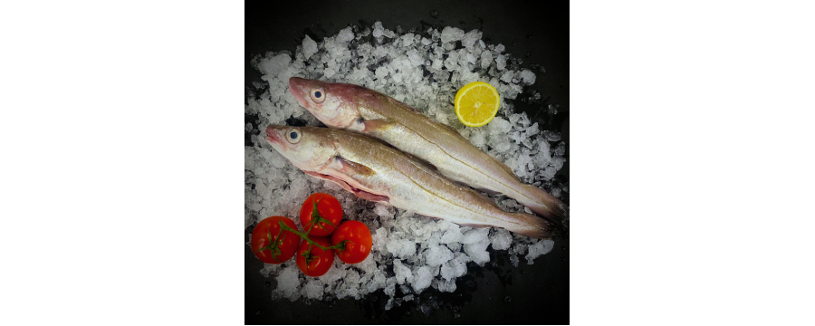 Whiting Whiting