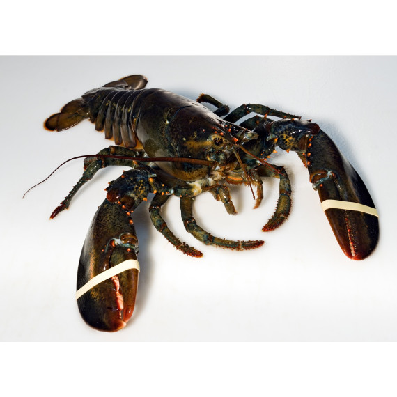 Homard Canadien