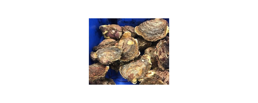Horsefoot oysters for sale. Buy Horsefoot oysters online Bretagne