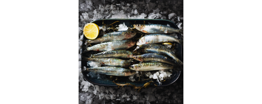 Sardines achat vente en ligne de sardines sur luximer le site de la mer