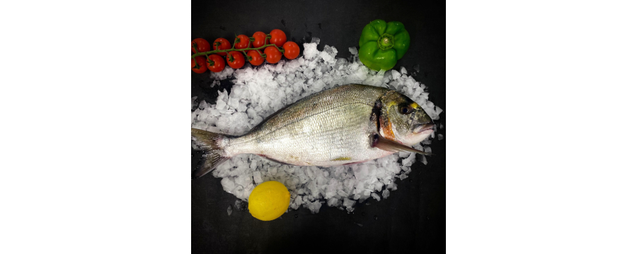 Royal Sea Bream Royal Sea Bream