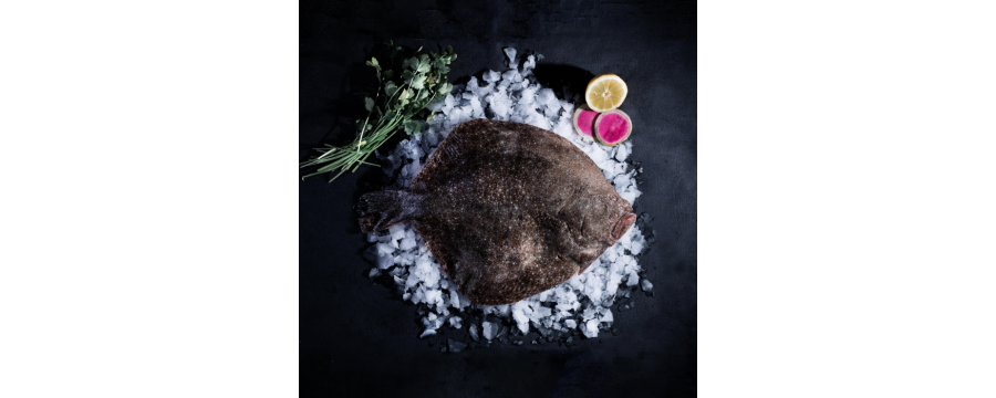 Turbot sauvage - Achat Vente en ligne de poissons frais de Bretagne !