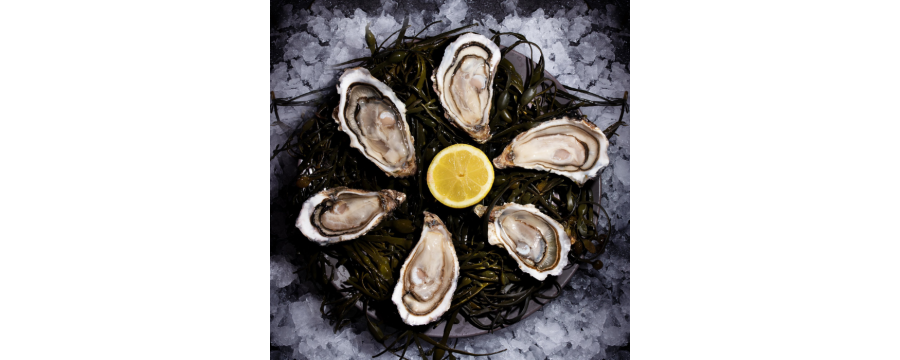 Buy Fresh Oysters directly from the producer, high quality at luximer