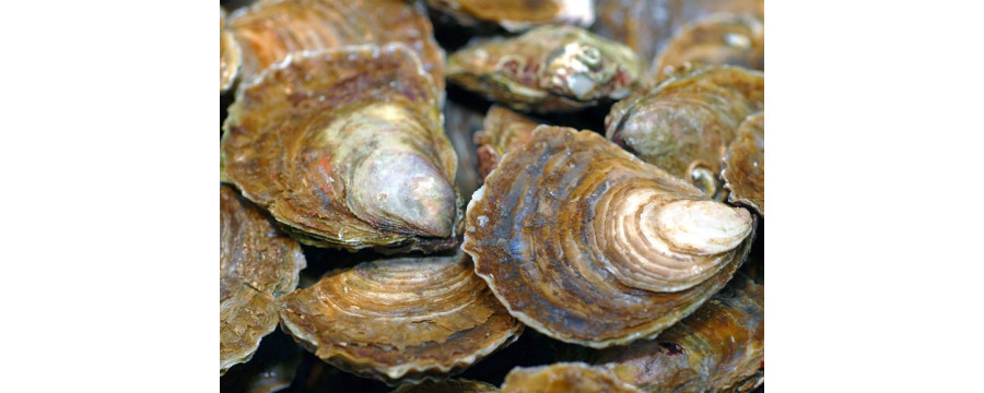 Bellon flat oysters