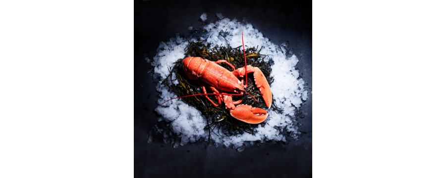 Buy Fresh Lobster from Brittany - Cooked or live, next day delivery !