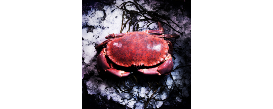 Buy fresh Crab from Bittany - Next day delivery high quality and taste