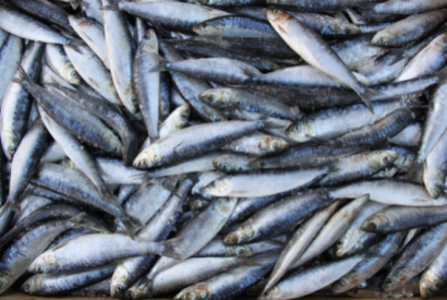 De juillet à août, c’est la pleine saison de la sardine !