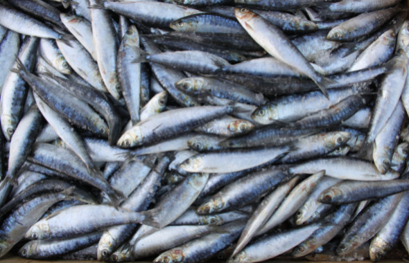 July to August is the peak sardine season!