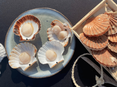 How to open a scallop? 